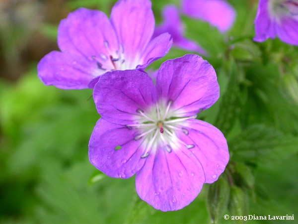  Image name: geranio selvatico3.jpg 
 width: 600 pixel 
 height: 450 pixel 
 Size: 54391 bytes 
 Click to enlarge 